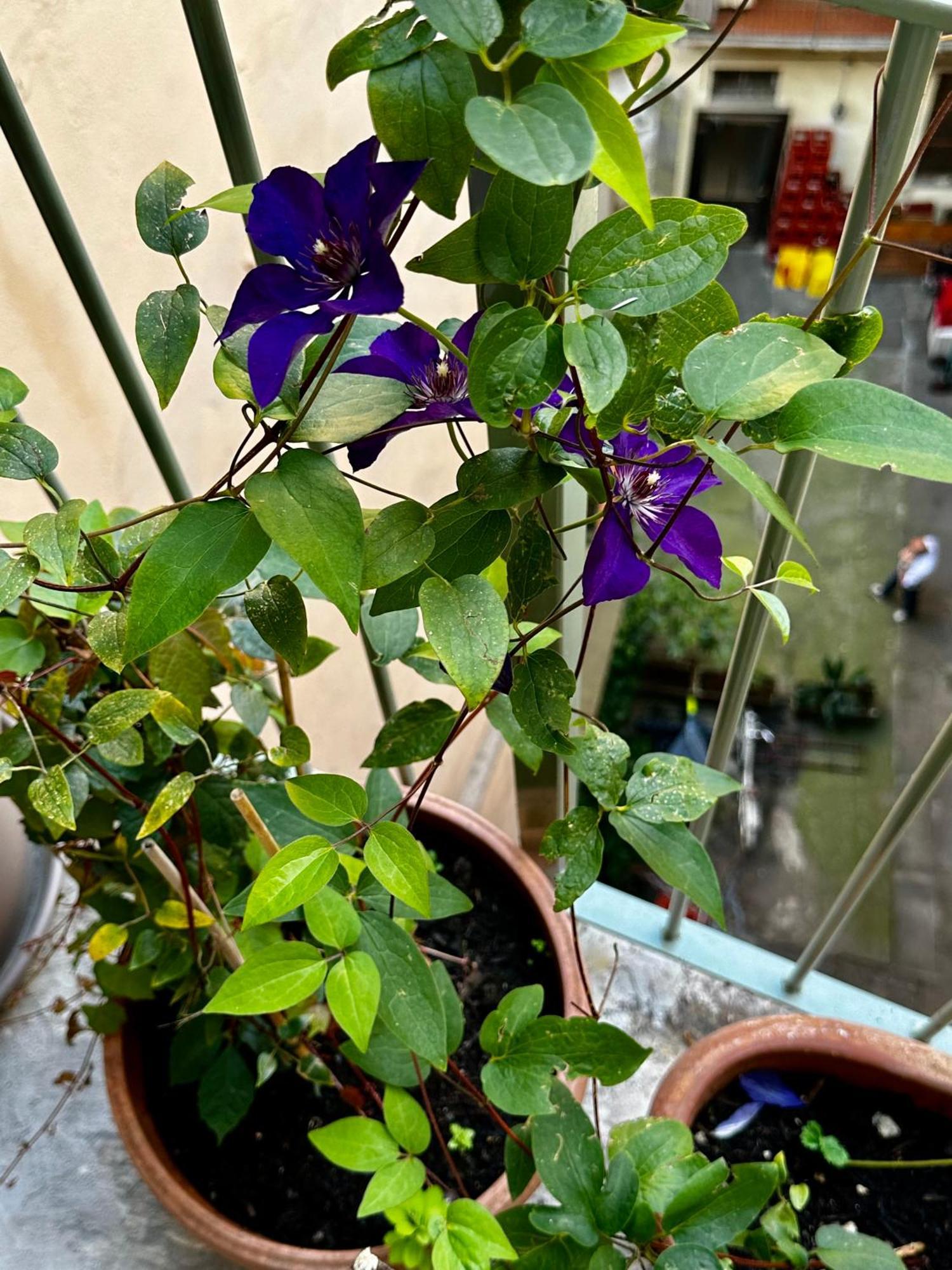 都灵Il Balconcino Del Centro Storico公寓 外观 照片
